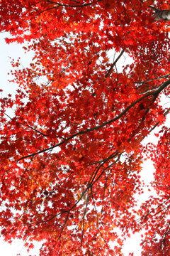 すばらしい紅葉2