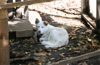 麦小舎さんのワンコ