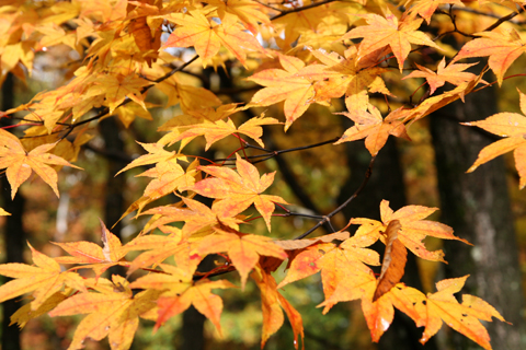 すばらしい紅葉1